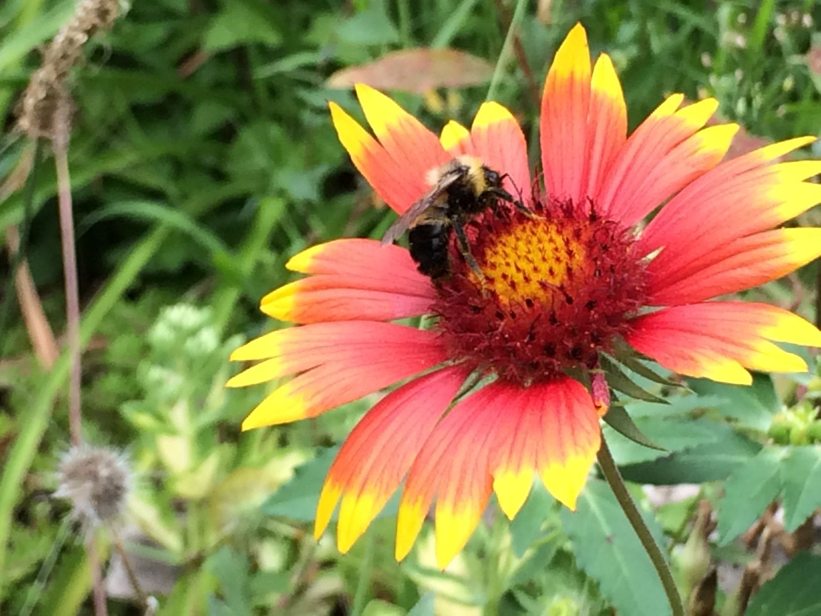 Washington Park Zoo